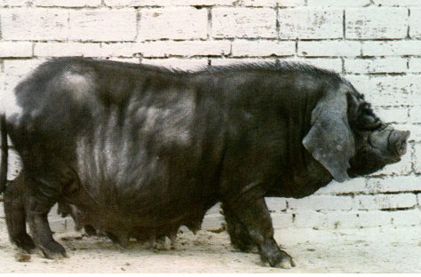 陜西名豬---漢江黑豬