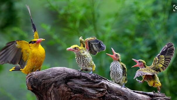 黃鸝鳥是什么鳥?黃鸝鳥高清圖片展