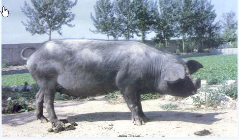 沂蒙黑豬介紹及圖片