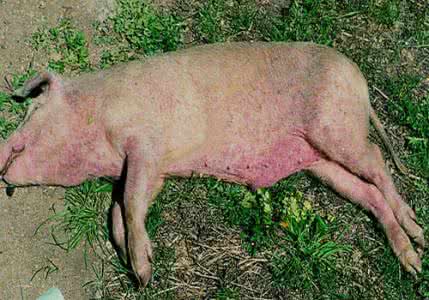 豬鏈球菌病的癥狀圖片有哪些？