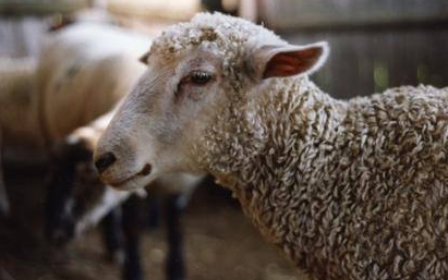 羊寄生蟲病癥狀圖片有哪些？