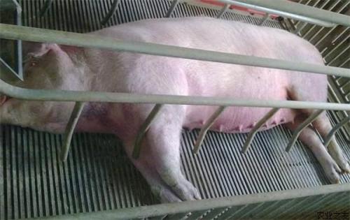 母豬到了預(yù)產(chǎn)期還不生是怎么回事？咋辦？