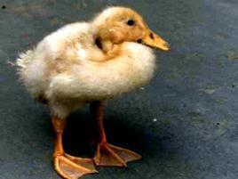 鴨子得了漿膜炎怎么治？用什么藥？