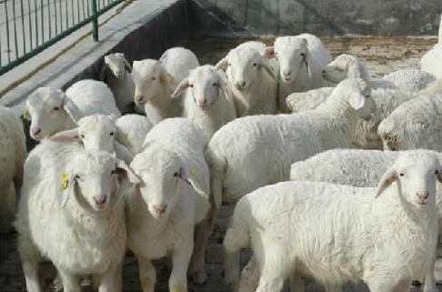 羊長癬怎么治療？羊疥癬防治