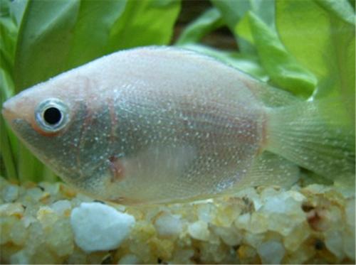 魚白點病是怎么引起的？怎么預防？