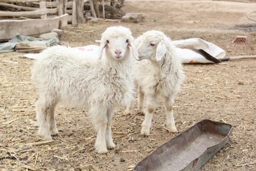 養(yǎng)羊的利潤(rùn)與成本有多少？養(yǎng)羊50只一年賺多少錢？