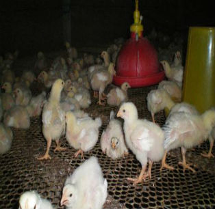 養雞喂什么好？能長得快！