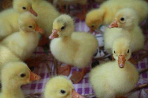 小鵝白痢怎樣治療？小鵝拉白痢吃什么藥？