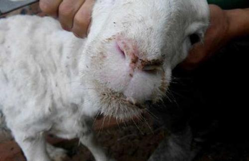 羊口瘡的**治療方法