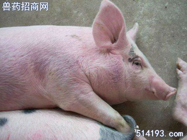 豬血蟲(chóng)病的癥狀和治療方法