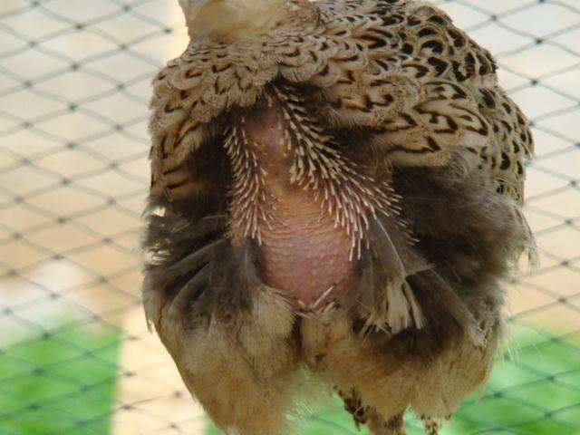 雞脫毛是什么病？怎么防治？