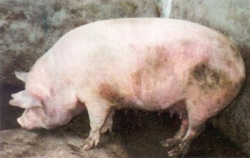 豬瘟較好治療方法,豬瘟**的較快方法