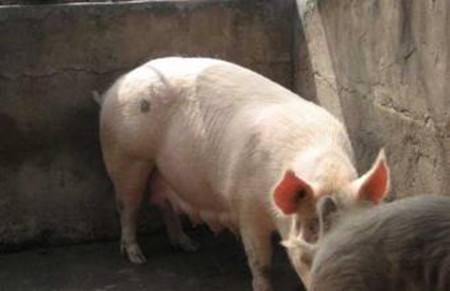 母豬配種后不吃食是什么原因？怎么辦？