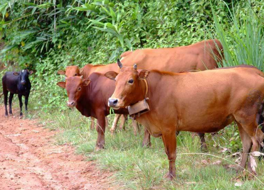 牛什么時(shí)候配種？牛配種多少天成功？