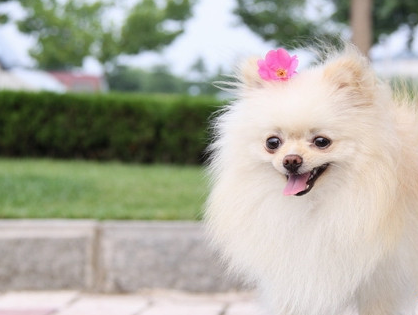 犬瘟吃什么藥管用？治療犬瘟的藥物