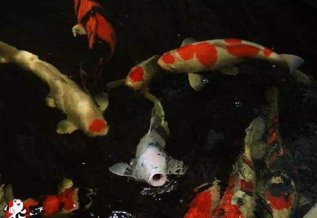 魚得了白點病怎么辦？會自愈嗎？