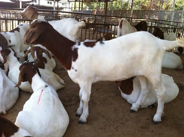 波爾山羊的優缺點及價格