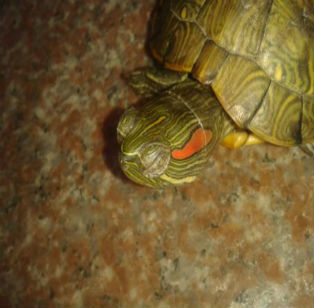 烏龜白眼病怎么治療**?