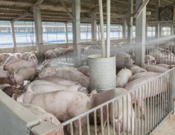 養(yǎng)豬利潤(rùn)怎么樣?養(yǎng)豬50頭有多少利潤(rùn)?