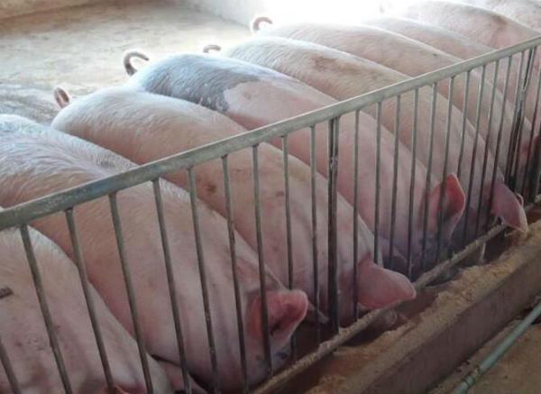 養(yǎng)豬喂什么長得快？養(yǎng)豬猛長偏方