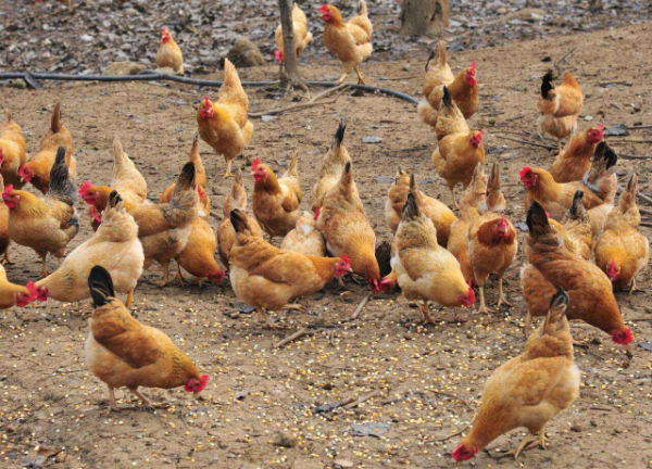 如何養大量蟲子喂雞?養雞喂什么蟲子?