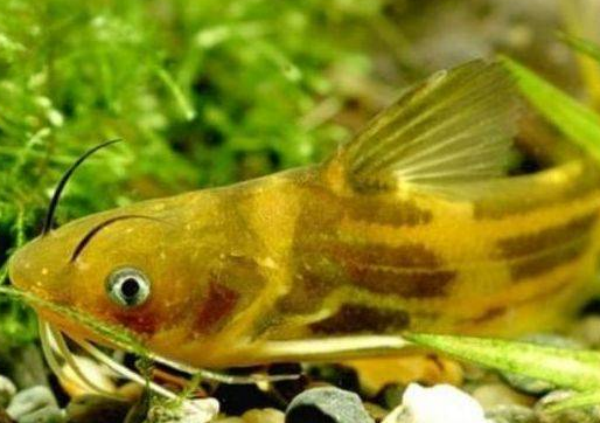 黃顙魚吃什么食物?喂什么飼料好?