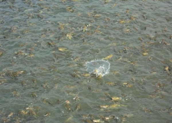 黃顙魚(yú)養(yǎng)殖成本及利潤(rùn)分析