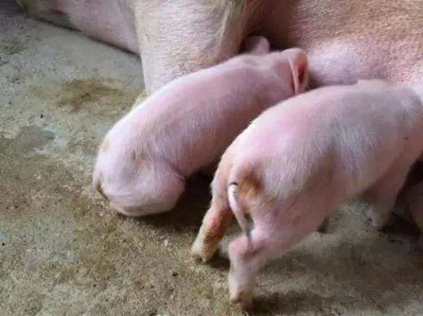 豬腸胃炎是什么癥狀？為什么會發生？