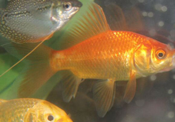 魚水霉菌用什么藥好？治療水霉病較好的藥