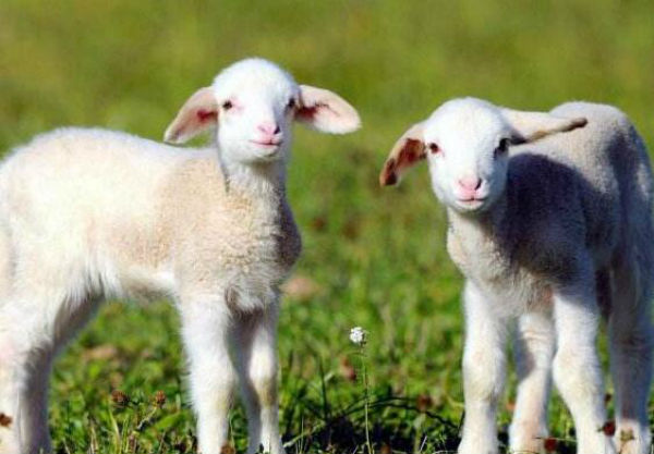 羊常用急救藥有哪些？使用羊藥要注意什么？