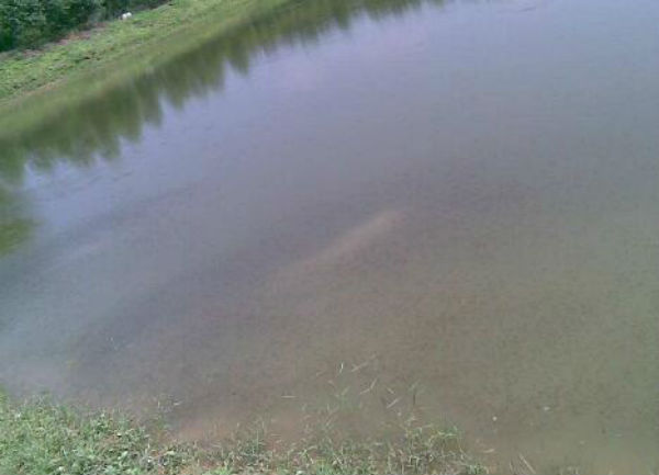 魚爛尾病用什么藥?能**嗎？