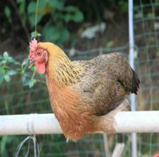 麻雞是什么雞?麻雞怎么飼養?