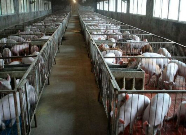 豬魏氏梭菌病用什么藥治療？豬魏氏梭菌病用什么藥預防？