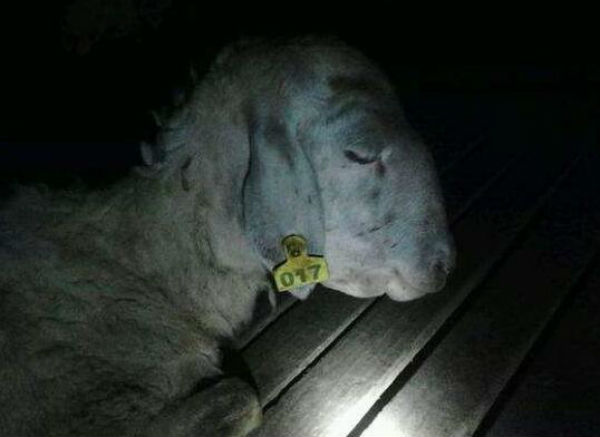 羊肝片吸蟲病的癥狀有哪些?怎么治療?