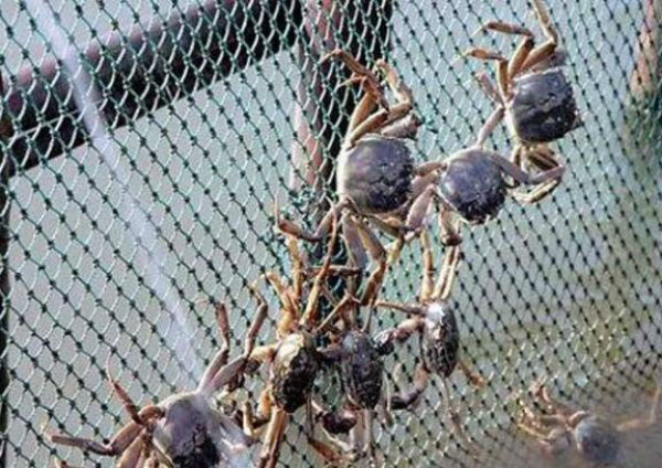 螃蟹吃什么食物？螃蟹怎么養？