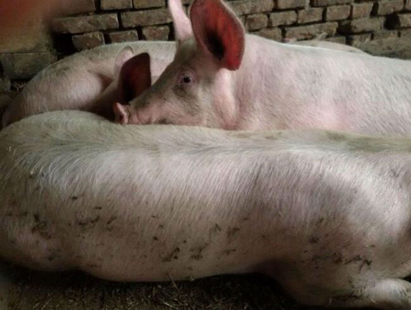 豬發(fā)燒不吃食怎么辦?打什么針？