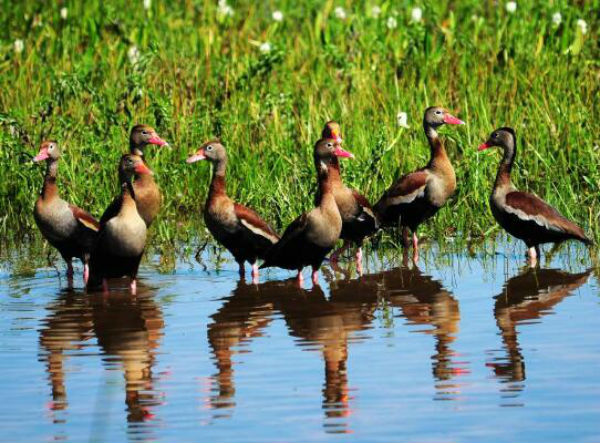 野鴨的別名叫什么？野鴨有哪些特點？野鴨的種類有哪些？