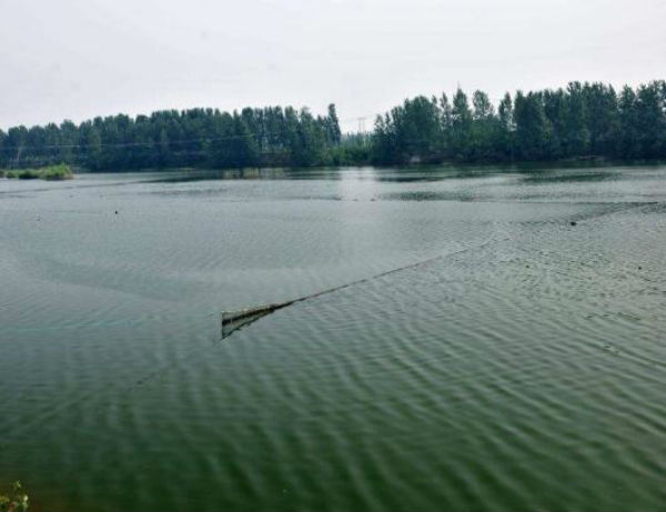 養(yǎng)魚(yú)賺錢嗎?池塘養(yǎng)魚(yú)成本和利潤(rùn)分析