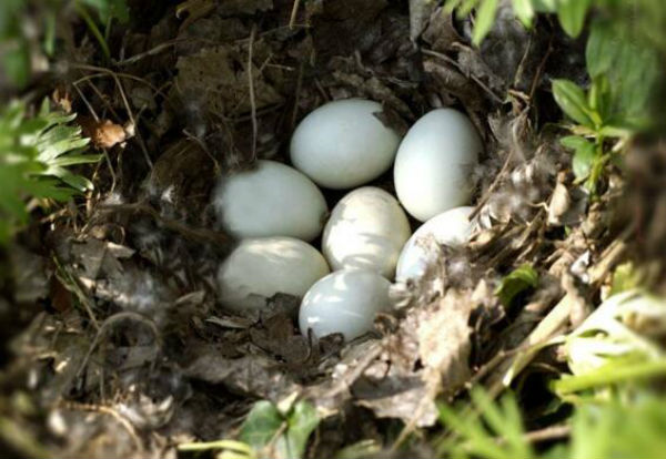 鴨子一般幾個月下蛋？蛋鴨產蛋個小是什么原因?如何防止蛋鴨“倒蛋”?