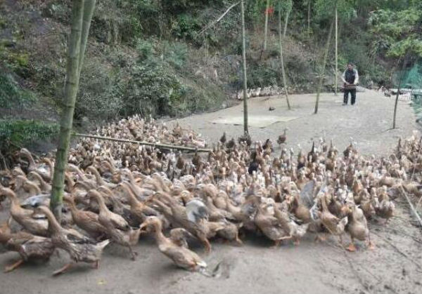 怎樣養鴨子不生病？養鴨子要防什么病？養鴨預防生病用什么藥？