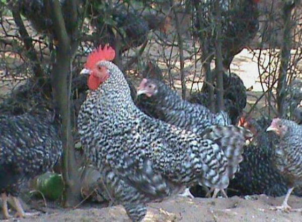 麻雞和蘆花雞哪個好？蘆花雞與三黃雞的區別？稻花雞和蘆花雞有區別嗎？