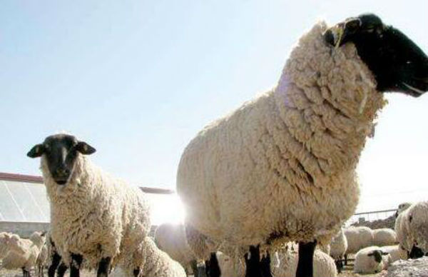 羊得了尿結(jié)石用什么藥？羊尿結(jié)石打什么針？