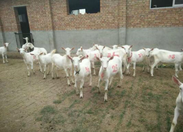 關中奶山羊配種到生產需要幾個月?關中奶山羊羔羊怎么養？