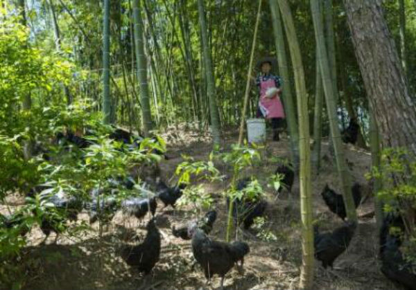 烏骨雞幾個月開始下蛋？如何**烏骨雞產(chǎn)蛋率？烏骨雞能長到多少斤？