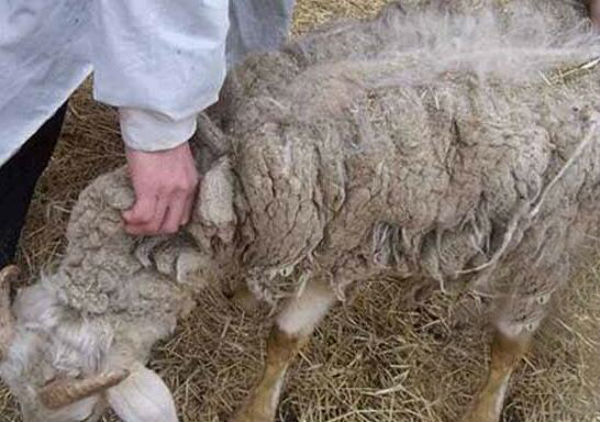 羊螨蟲病的癥狀有哪些？怎么治療？