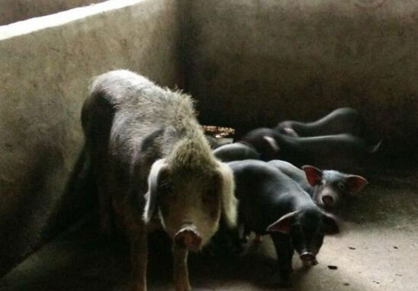 新淮豬價格多少錢一斤？新淮母豬多少錢一頭？