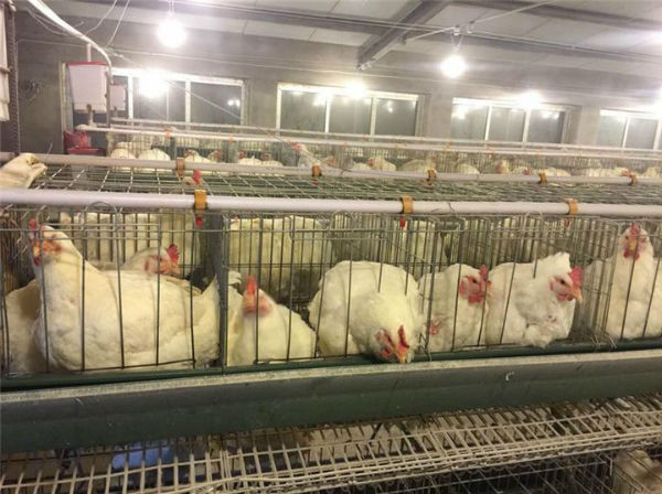 白羽肉雞籠養技術，籠養白羽肉雞怎么管理？