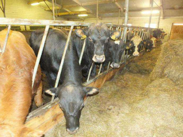 牛5號(hào)病癥狀有哪些?怎么治療?