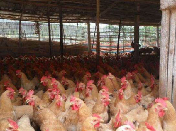 黃羽肉雞出欄體重多少？多少天出欄？