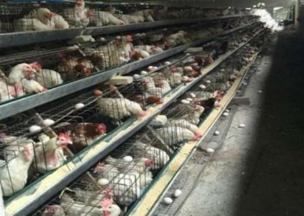 羅曼褐蛋雞長什么樣？性能怎樣？